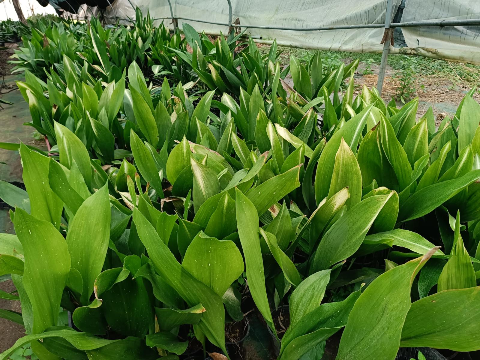 Aspidistra - our growing area